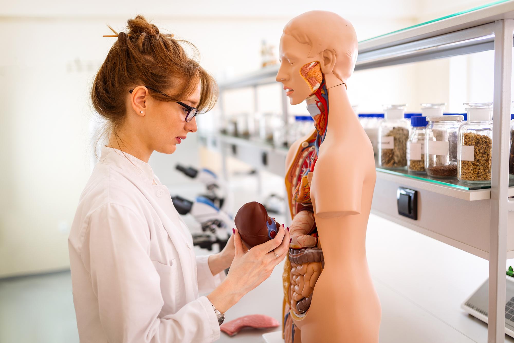 A student of medicine examining an anatomical model