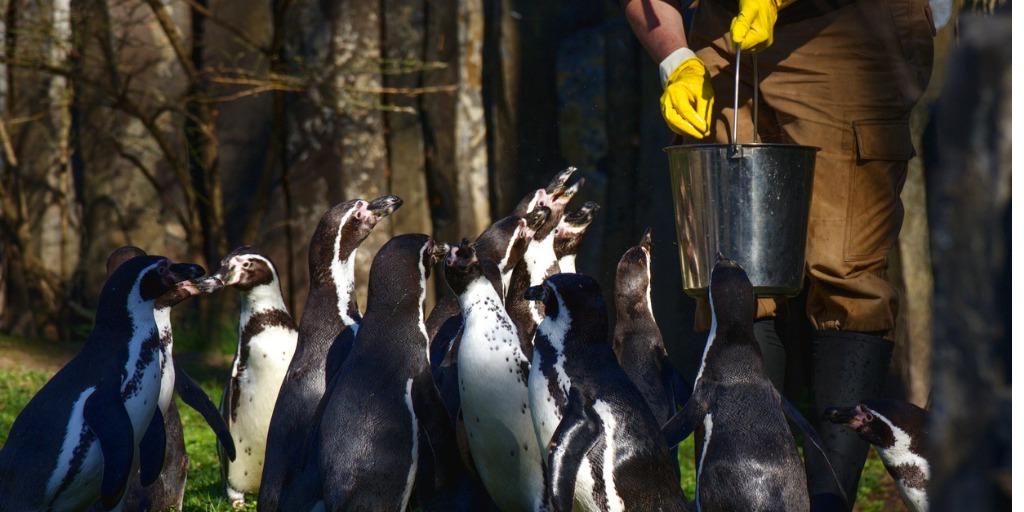 A zookeeper feeding a group of penguins