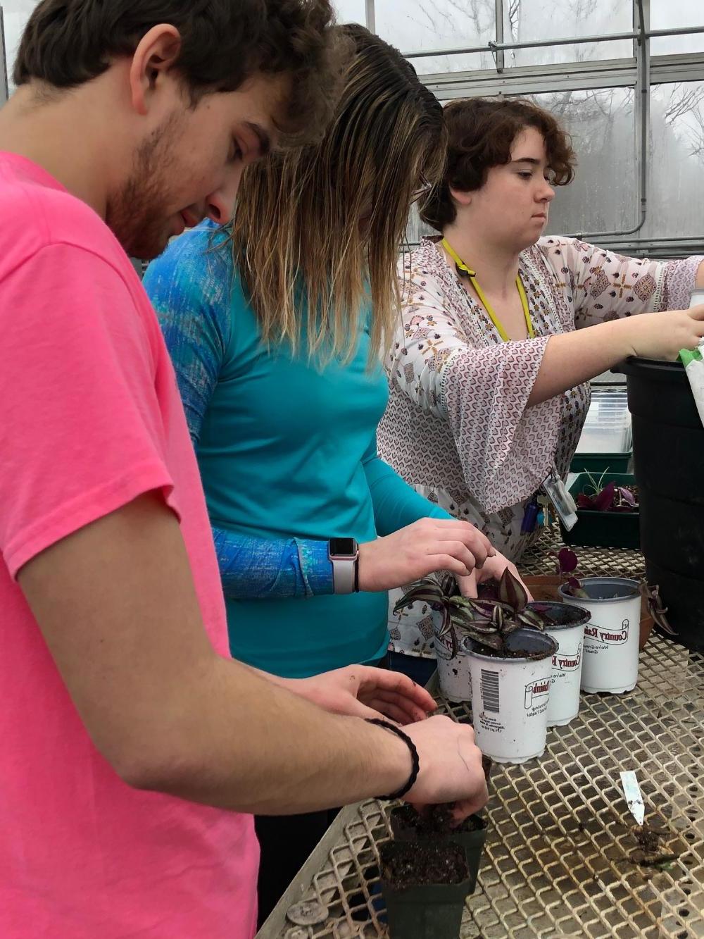 Students prepraring some plants in a greenhouse