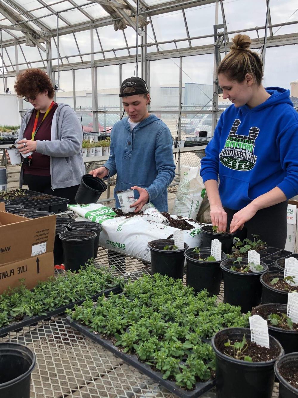 Three geoscience students putting plants in pots