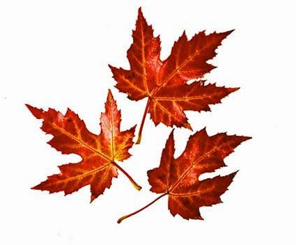 Autumn Leaves clip art